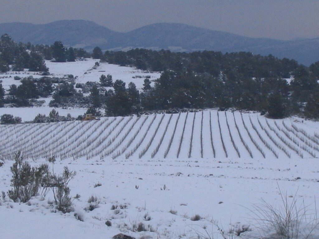 Parral nevadoViñas 7 en